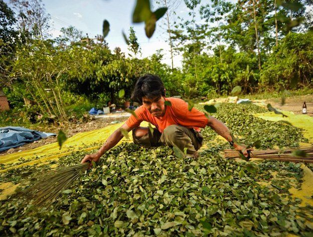 Bolivia bajó el último año 11 la producción de hoja de coca