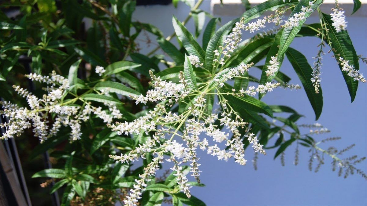 Beneficio de tomar mate con cedrón