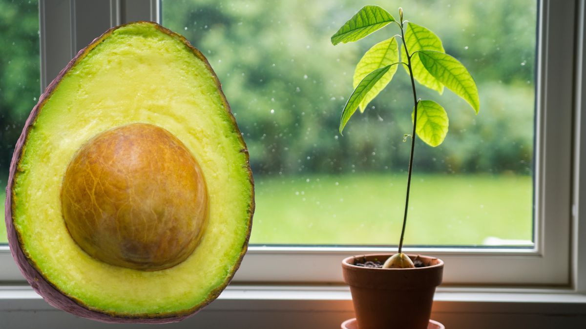 Respira profundo y conoce cómo cultivar aguacate en maceta