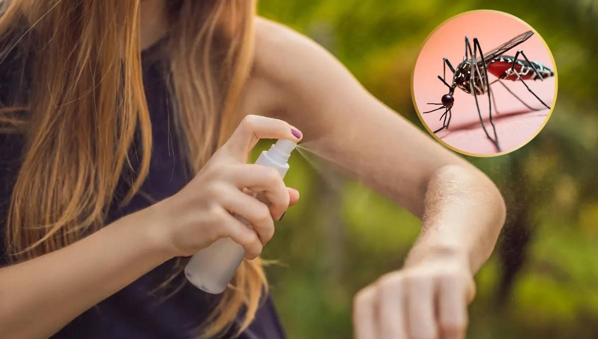 Dengue Revelan Qu Debe Tener Un Repelente Para Combatir A Los Mosquitos