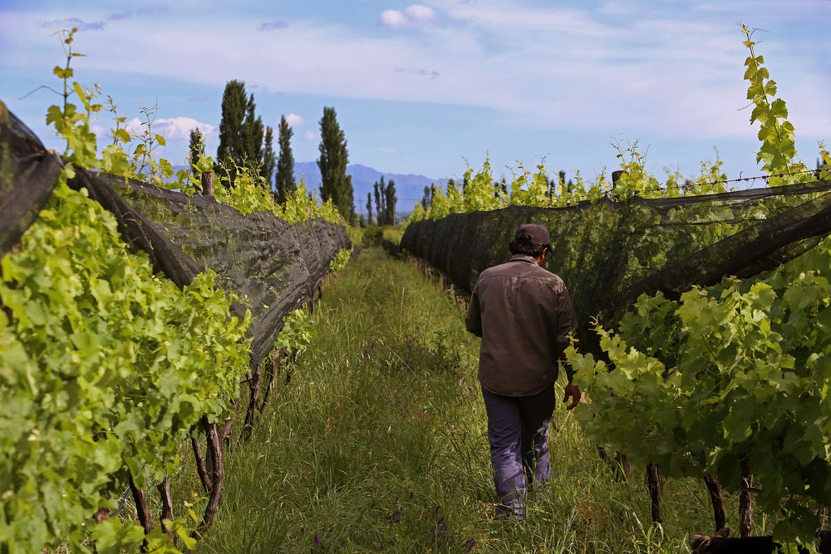 La Bodega Mendocina Alpamanta Gan El Oro Mundial En Los Best Of