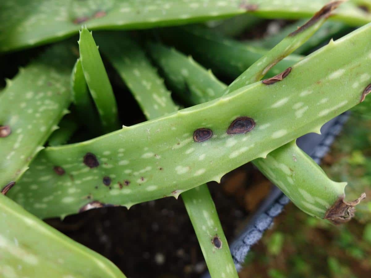 Qué significa que la sábila del aloe vera se pudra