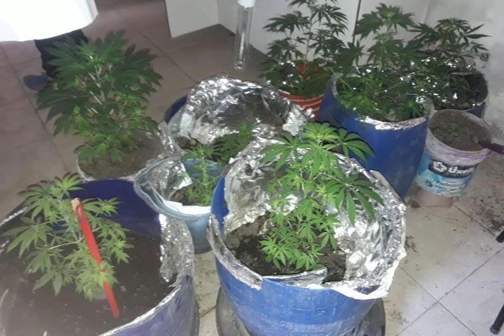 Secuestraron Plantas De Marihuana En Un Invernadero