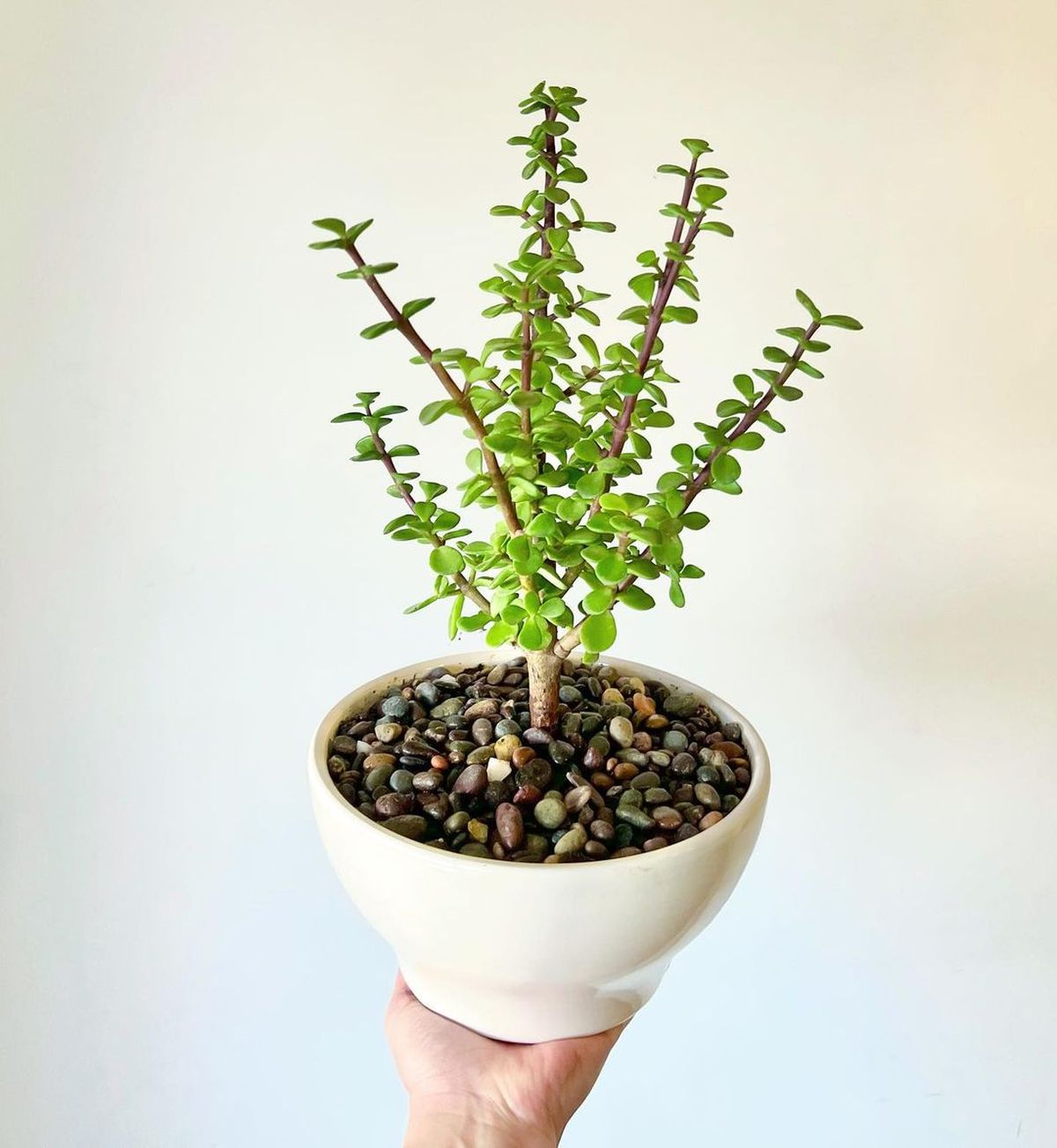 Rbol De Jade Fortalece Tu Planta Usando Solo Ajo