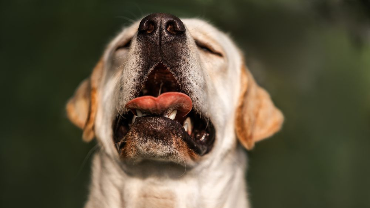 Por qué mi perro tiene tos seca y qué significa para la ciencia veterinaria