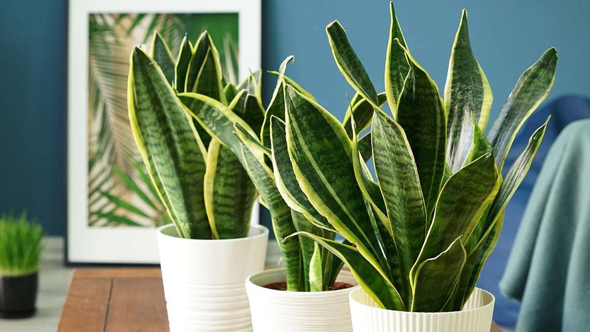 D Nde Ubicar La Sansevieria Para Que Crezca Bien Fuerte Y Sana