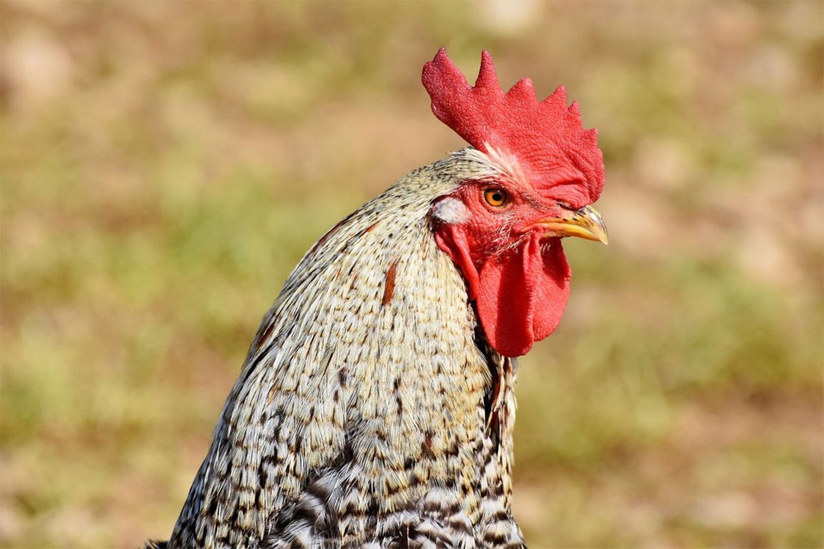 Respira Hondo Al Saber Por Qu El Gallo Canta Al Amanecer