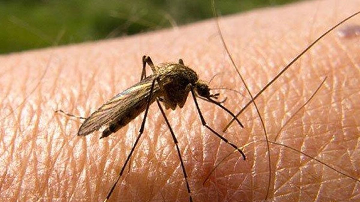 Confirmaron la primera muerte por dengue hemorrágico en Misiones