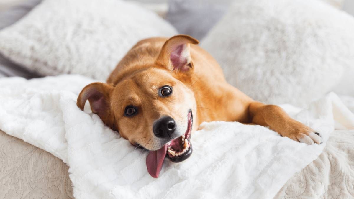 Cu Ntos A Os Vive Un Perro Que No Es De Raza