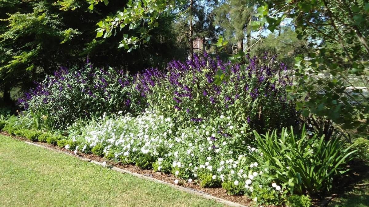 Plantas Ideales Para Armar Y Decorar Los Canteros De Tu Hogar Seg N