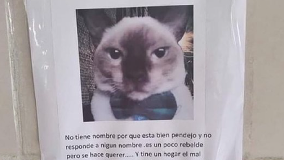 Su gato se perdió y lo busca con una particular descripción