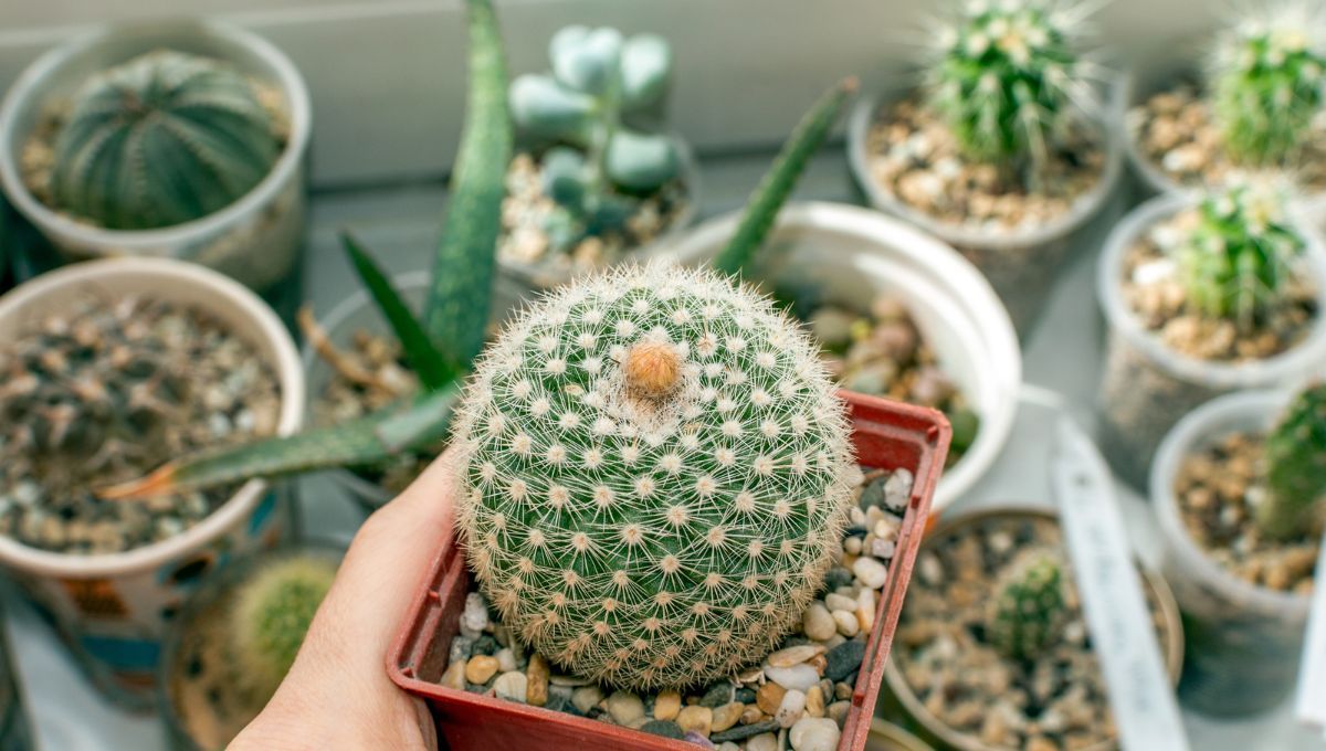 El Fungicida Casero Que Es Oro Puro Para Sacar Hongos De Los Cactus