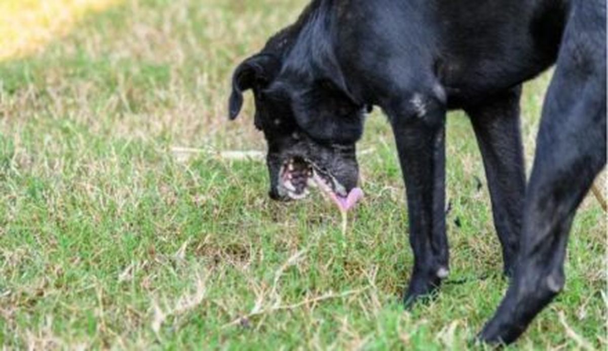 Qué significa el vómito blanco de mi perro