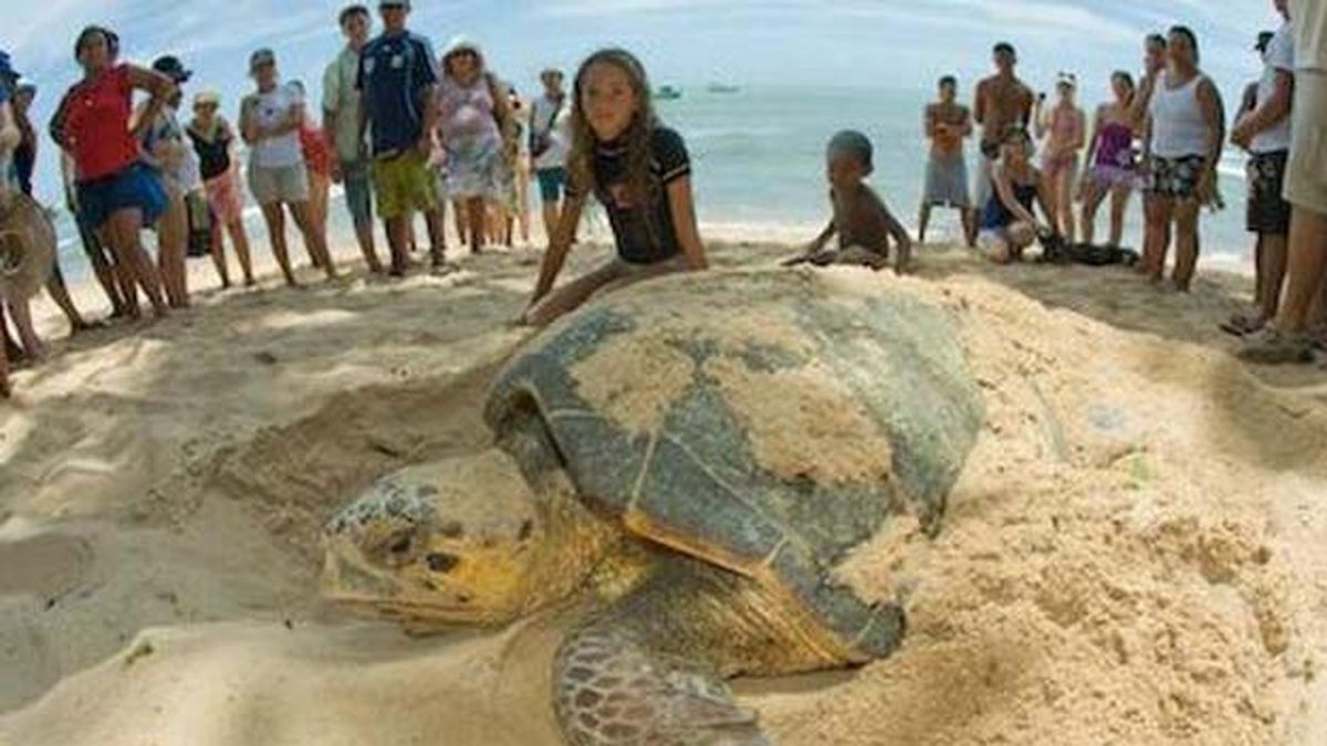 La Tortuga Cabezona Que Predice Los Resultados Del Mundial