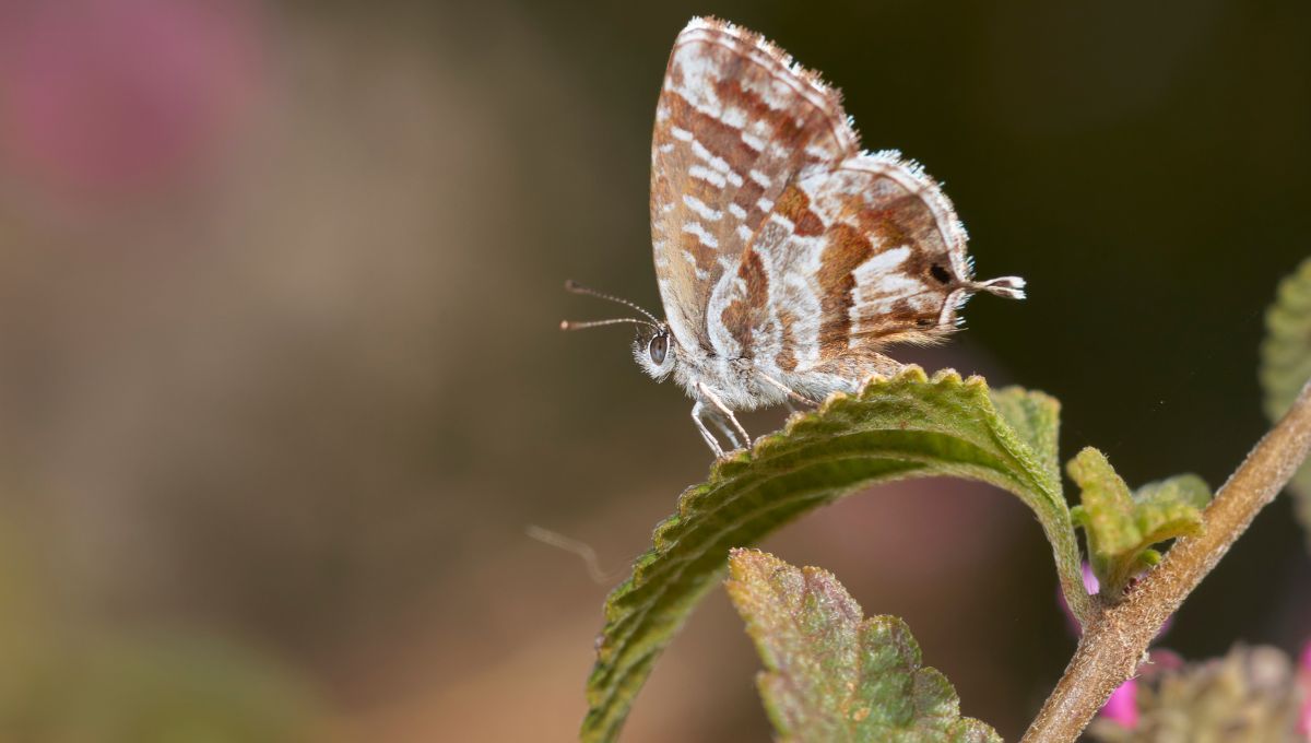 El Truco Casero Para Eliminar La Mariposa Del Geranio Con Un