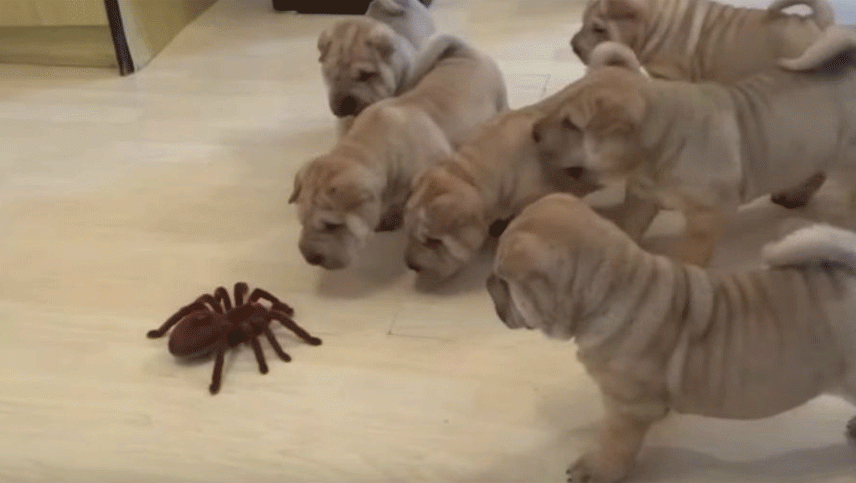 Video: un grupo de cachorritos se espantan ante la aparición de una tarántula