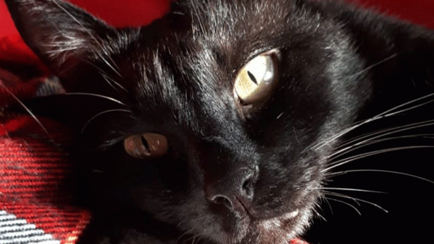 Mateo, el gato que estuvo a punto de morir pero lo salvó el aceite de cannabis