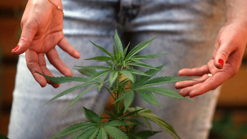 Marihuana medicinal: qué dice el proyecto del Gobierno sobre cultivo personal y aceite de cannabis