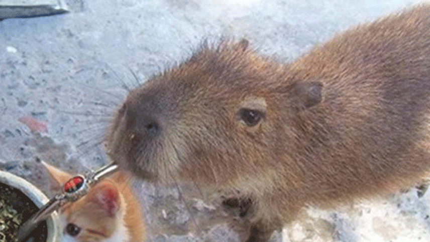 Pancho, el carpincho que fue salvado por los vecinos para que Gendarmería no se lo lleve
