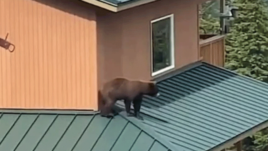 Aterrador: un oso se quiso meter a la casa de una familia por la ventana