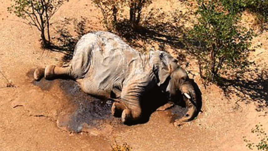 Más de 350 elefantes murieron misteriosamente en Botswana