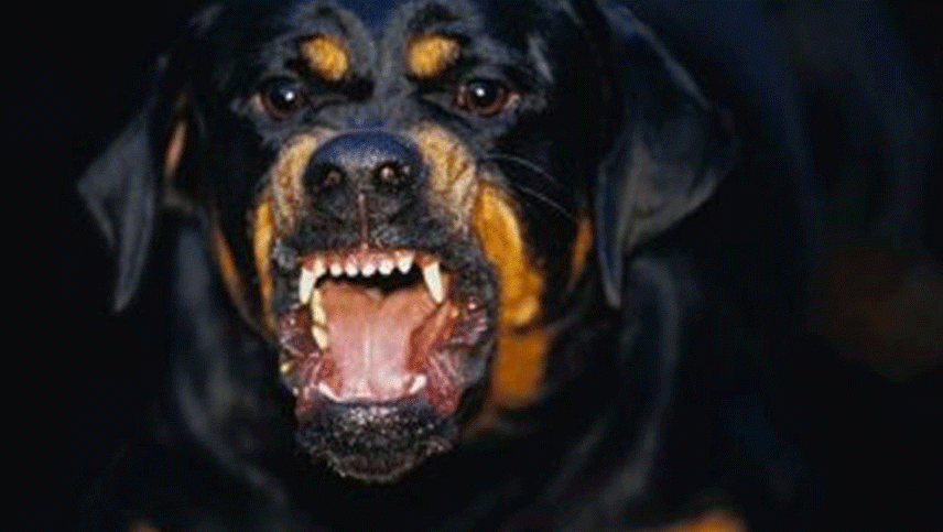 Dos perros mataron a un joven de 19 años que entró a robar a una casa