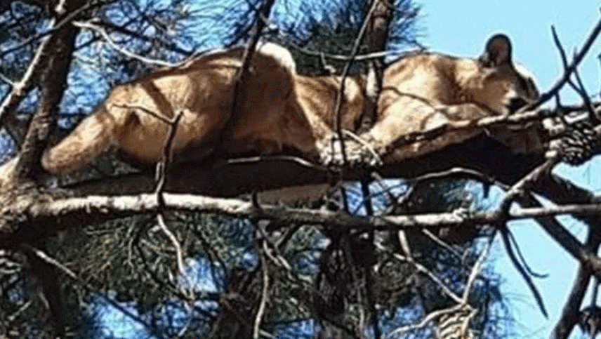 Un puma fue captado cuando estaba durmiendo en la rama de un árbol