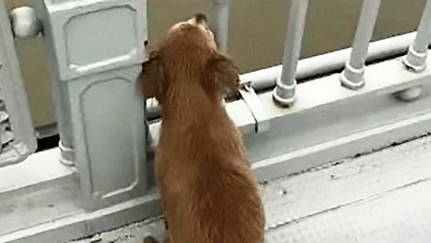Un perro esperó días en un puente a su dueño, quien se suicidó tirándose al río