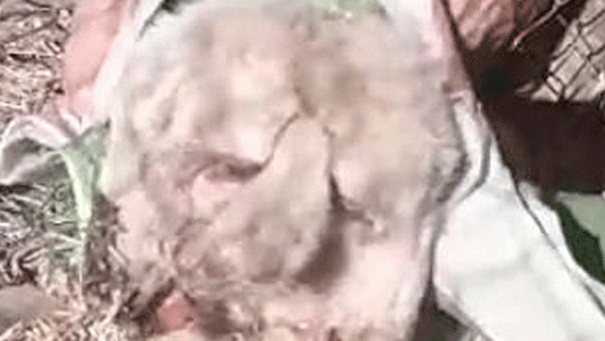 Video: nació un cordero con dos cabezas y tres orejas