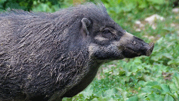 Video: apareció un chancho jabalí por las calles desérticas de Madrid