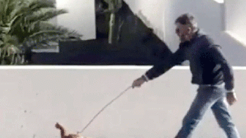 Video: violó la cuarentena por sacar a pasear a su gallina