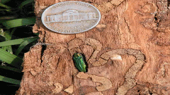Un minúsculo insecto mató a millones de árboles en Norteamérica