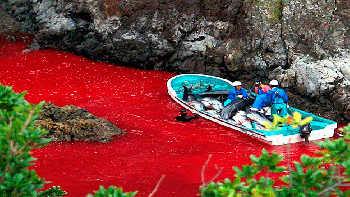Comenzaron en pueblo de Japón la matanza anual de delfines
