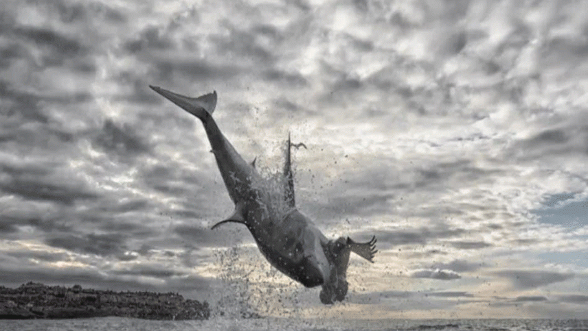 Captan el momento justo en que un tiburón blanco salta a 5 metros sobre el mar