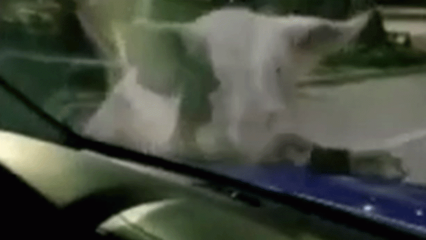 Video: un chancho se volvió loco y atacó a automovilistas