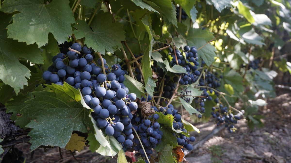 La Cabernet Sauvignon es sin dudas la Reina de tintas.