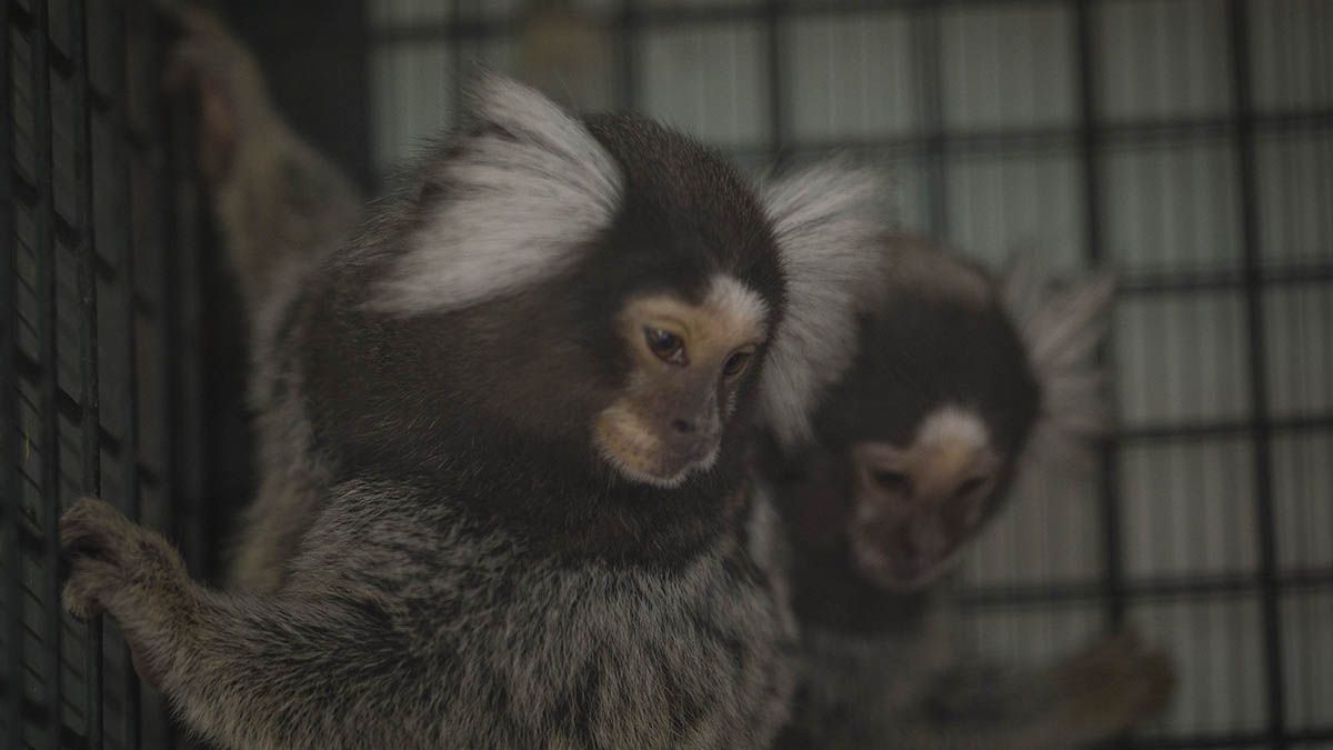 Una pareja de Callithrix jacchus, de acuerdo a su nombre científico, antes de su traslado al santuario.