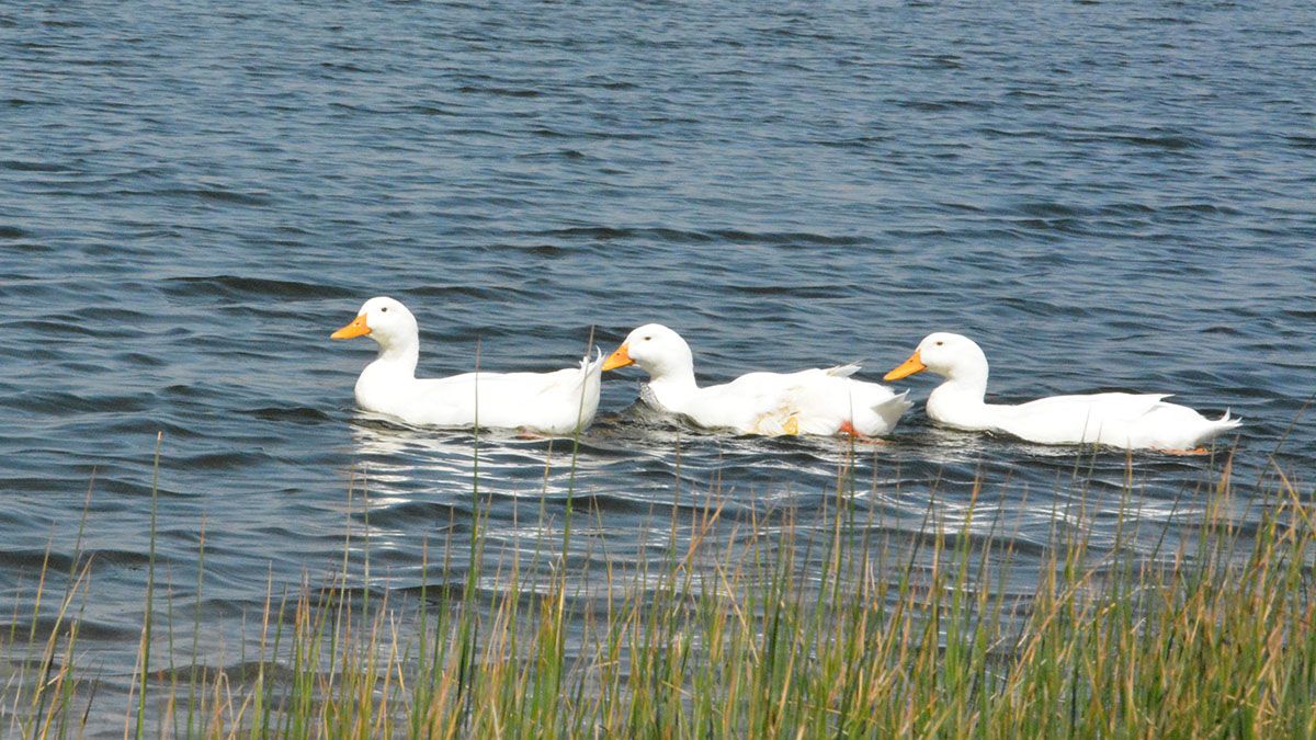 Lavalle avanza en la protección del Humedal Laguna de Soria.