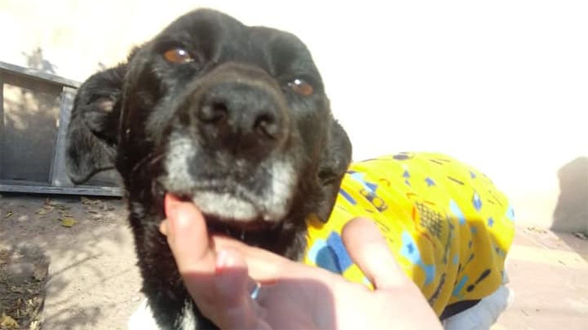 Paola, la perrita de Cacheuta, sigue internada, pero mejora día a día