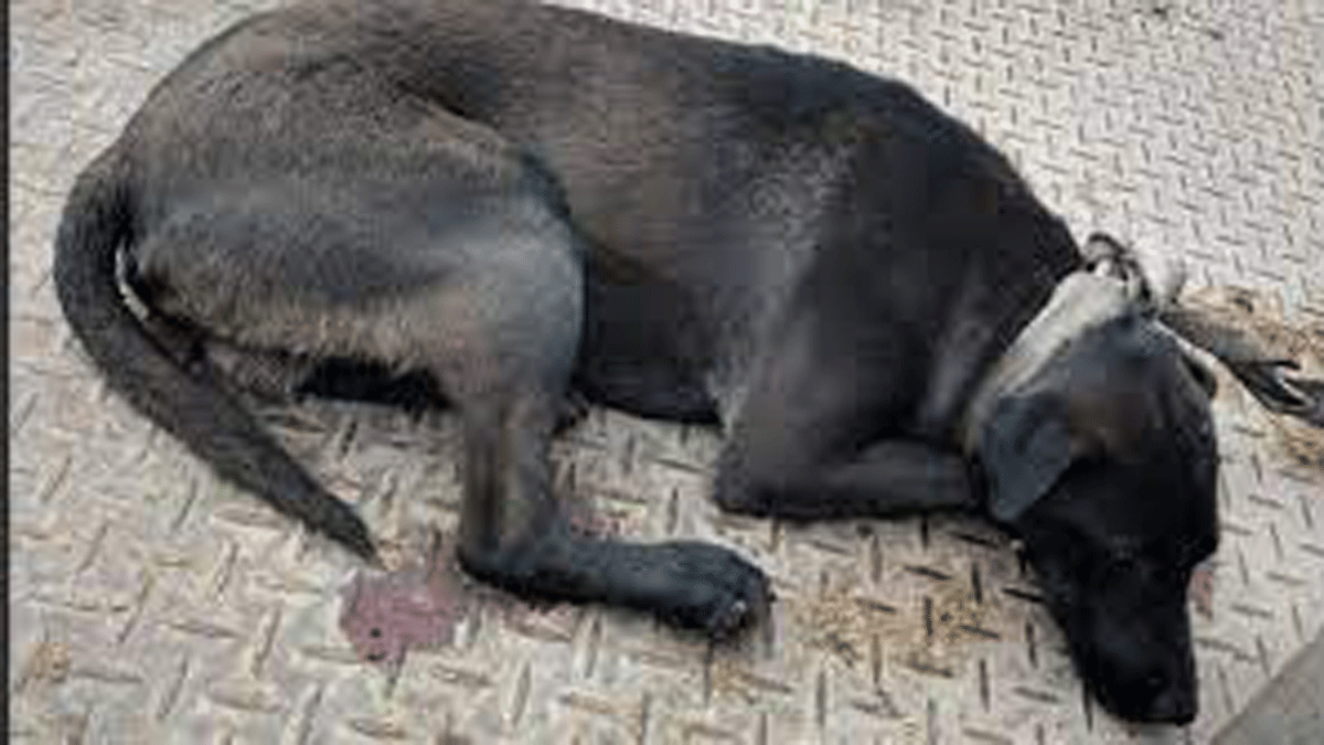 Arrastró a un perro por la ruta en su camioneta