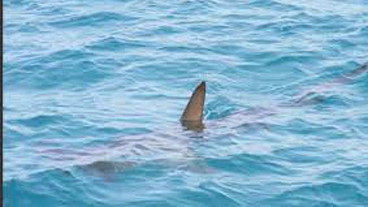 Descubrieron una extraña criatura marina con 