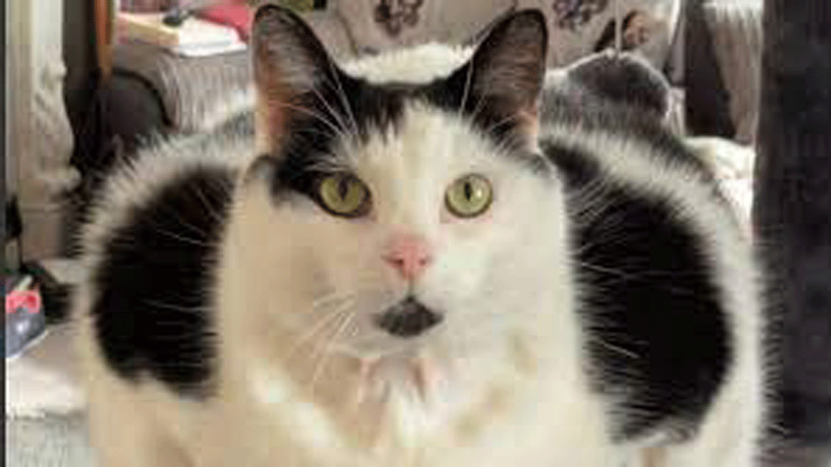 Le puso un candado a la heladera porque su gato la abría y se comía todo