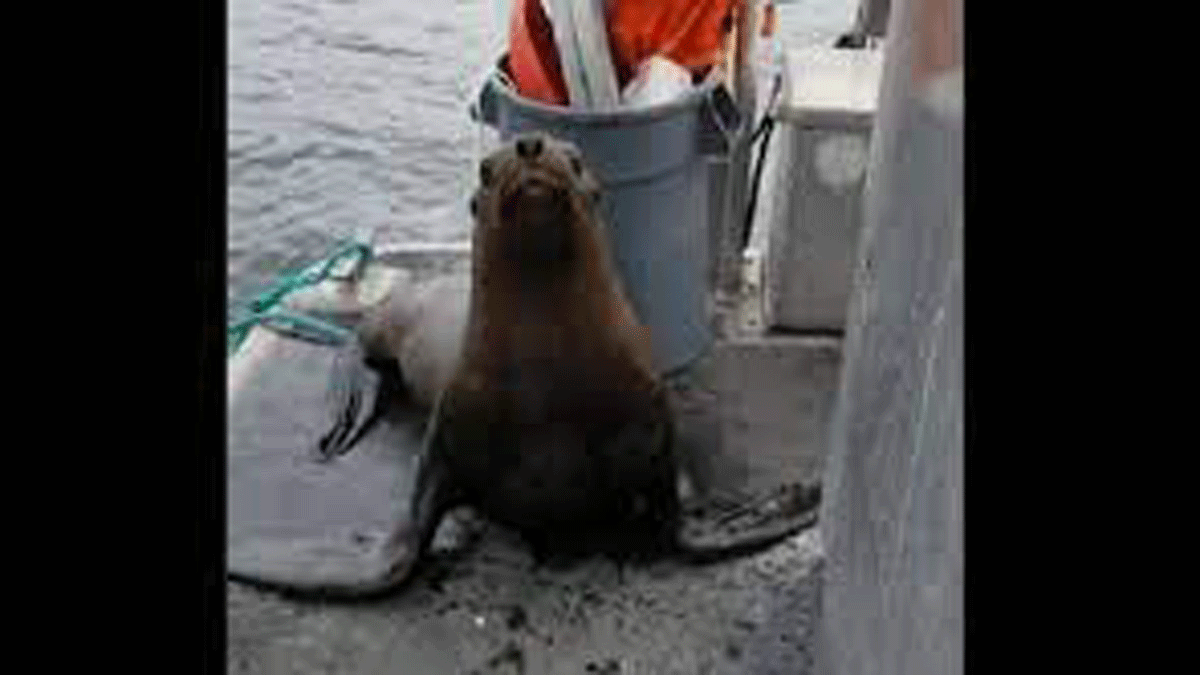 Foca acosada. Video: una foca se sube a un barco asediada por orcas asesinas.