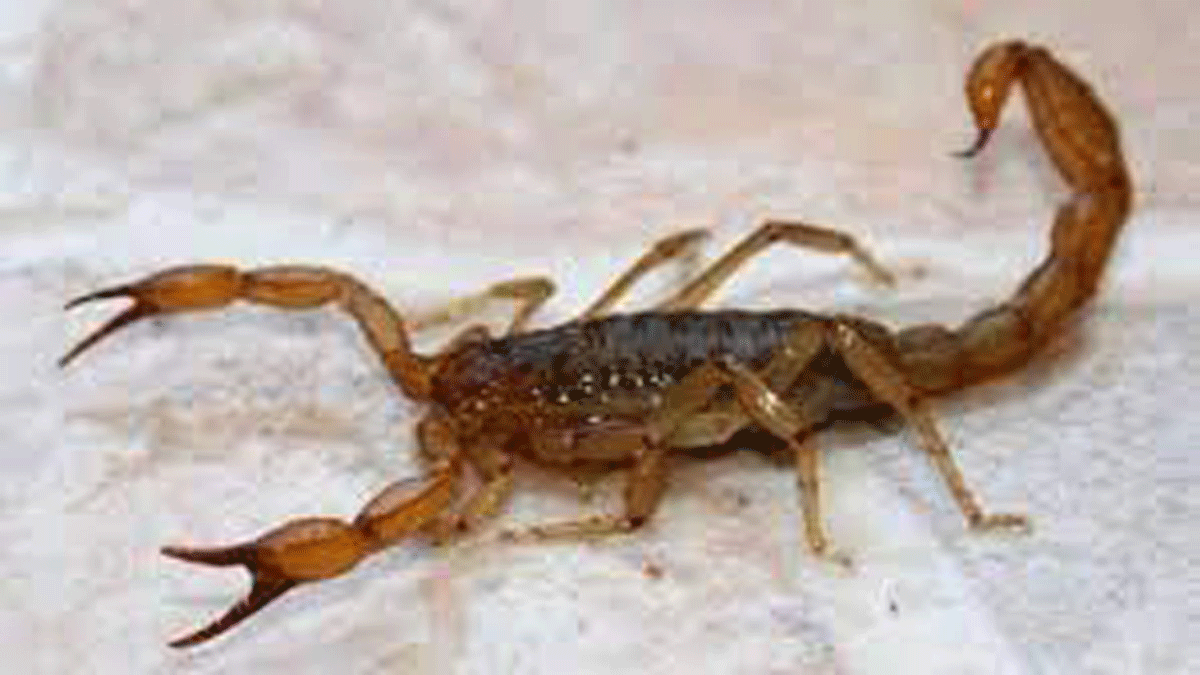 Le pusieron un alacrán como chiste y lo terminó picando