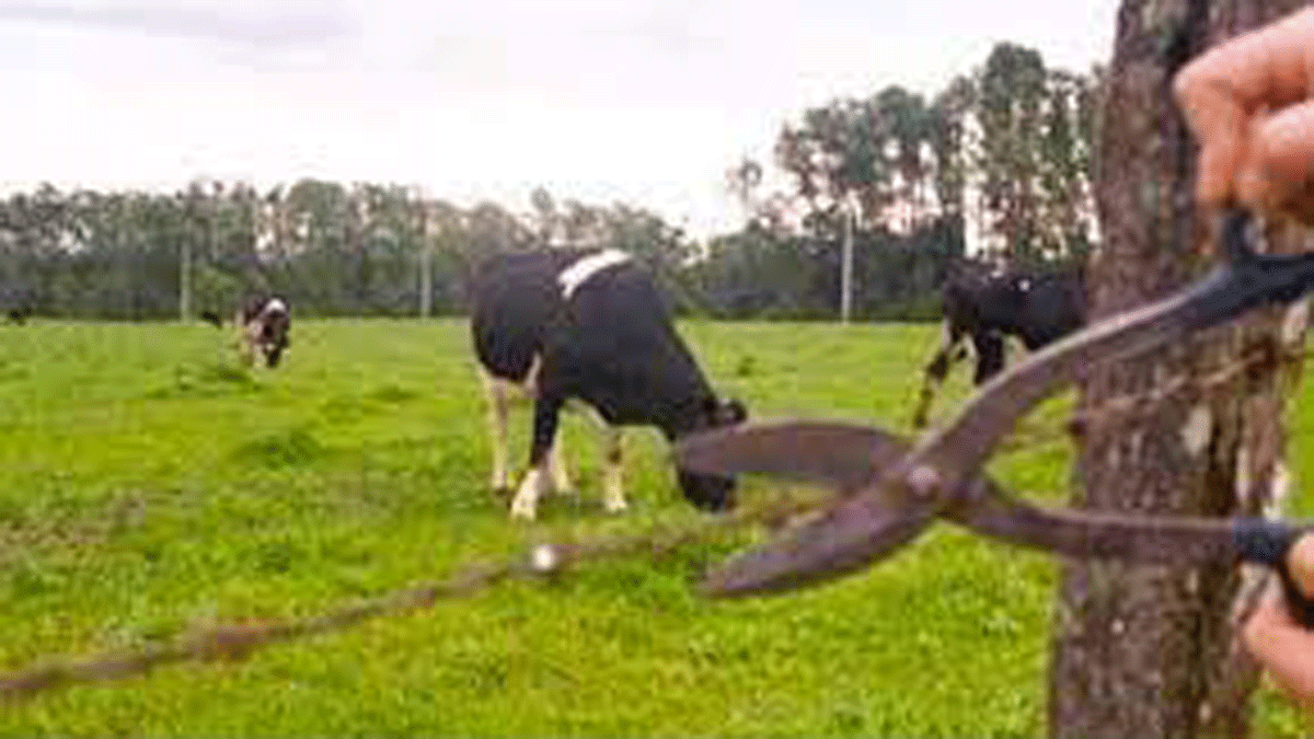 Robo de vacunos. Dos jóvenes fueron acusados de robar 30 vacas y 6 caballos.