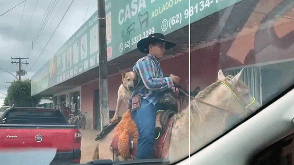 Can jinete. Video: un perro es viral porque cabalga junto a su dueño.