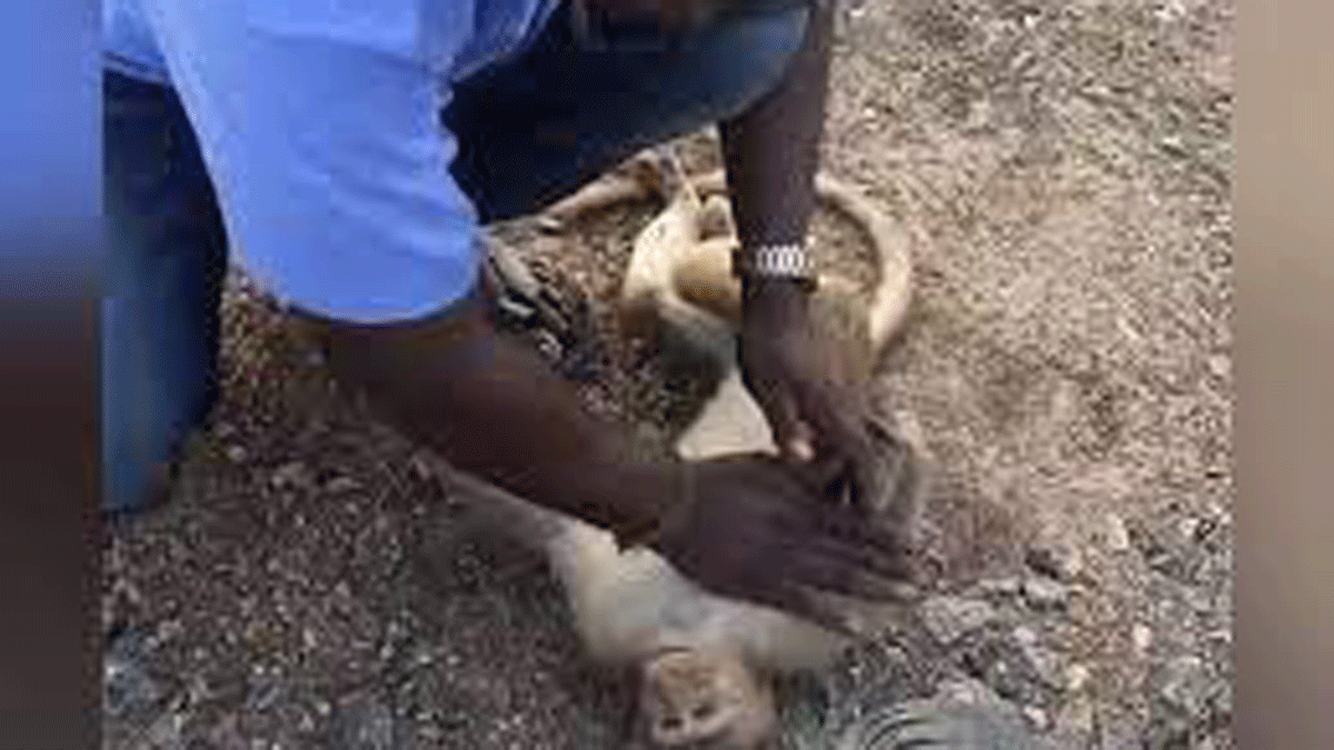 Acción ejemplar. Video: Un taxista salvó la vida de un mono haciéndole RCP.