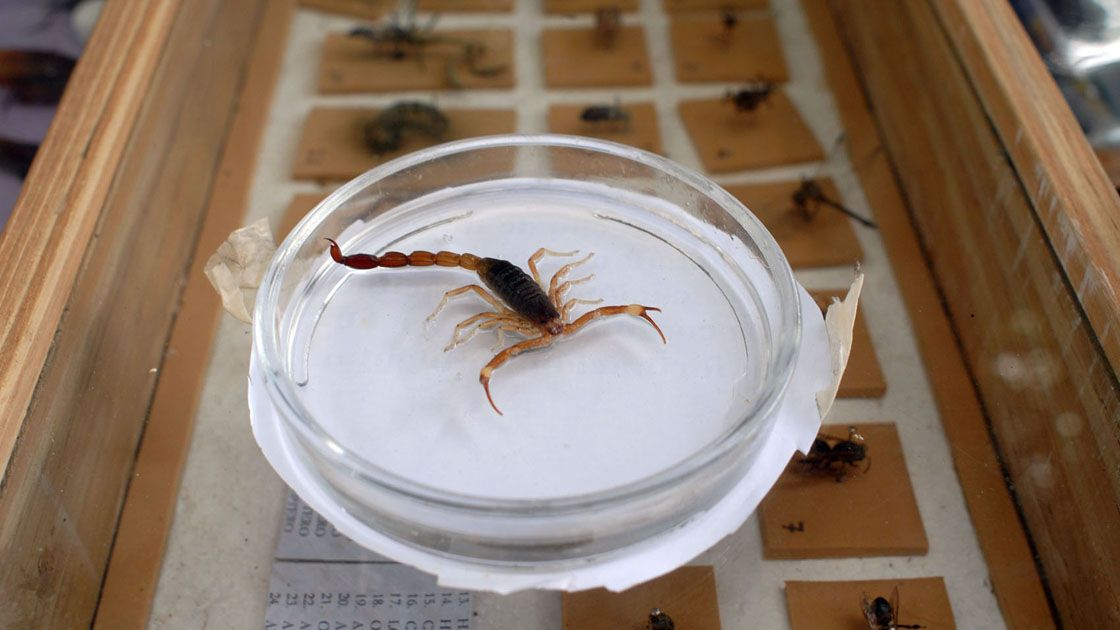 Antídoto. Se produce con los mismos alacranes. Antídoto. Se produce con los mismos alacranes.