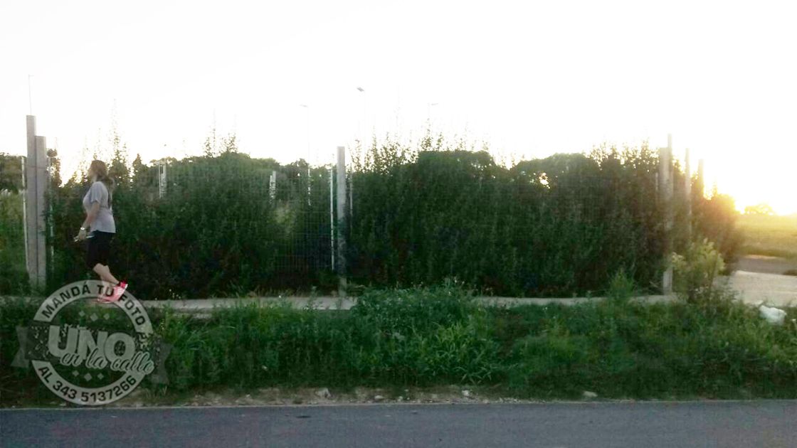 En el ex hipódromo, hay pastizales altos dentro del predio privado y en el espacio público.