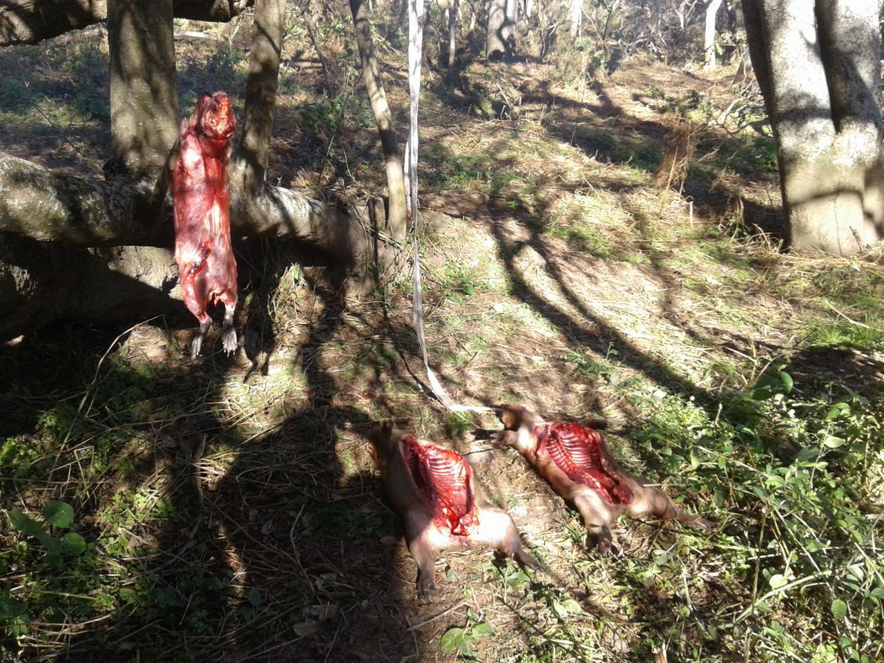Faenados. Los carpinchos los carnearon y los tenían listo para llevarlos.